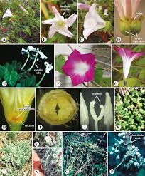 Attēlu rezultāti vaicājumam “Convolvulaceae”