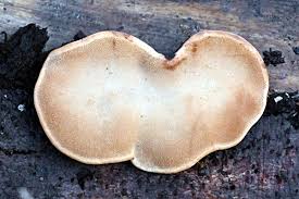 Attēlu rezultāti vaicājumam “Phellinus nigrolimitatus”