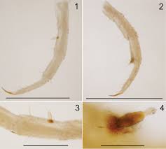 Attēlu rezultāti vaicājumam “Geophilidae”