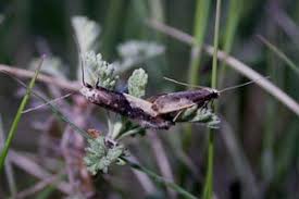 Attēlu rezultāti vaicājumam “Monopis monachella”