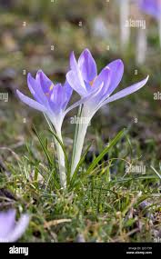Attēlu rezultāti vaicājumam “Crocus tommasinianus flower”