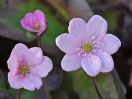 Attēlu rezultāti vaicājumam “Hepatica nobilis”
