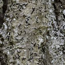 Attēlu rezultāti vaicājumam “Alyxoria varia”