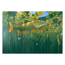 Attēlu rezultāti vaicājumam “Esox lucius”