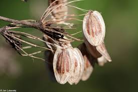 Attēlu rezultāti vaicājumam “Heracleum sosnowskyi”
