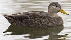 Image result for Anas rubripes