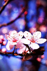 Attēlu rezultāti vaicājumam “Prunus cerasifera var. divaricata”