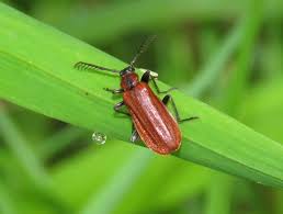 Attēlu rezultāti vaicājumam “Pyrochroidae”