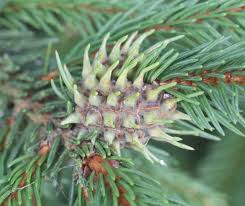 Attēlu rezultāti vaicājumam “Sacchiphantes abietis”