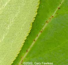 Attēlu rezultāti vaicājumam “Aronia melanocarpa bud”