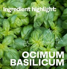 Attēlu rezultāti vaicājumam “Ocimum basilicum leaf”