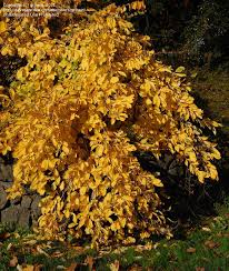 Attēlu rezultāti vaicājumam “Hamamelis vernalis leaf”