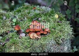 Attēlu rezultāti vaicājumam “Gymnopilus picreus”