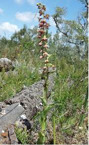 Attēlu rezultāti vaicājumam “Epipactis”