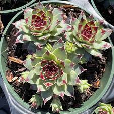 Attēlu rezultāti vaicājumam “Campylophyllum calcareum”