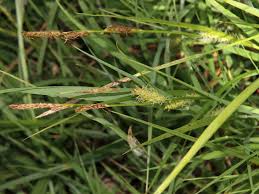 Attēlu rezultāti vaicājumam “Carex hirta female flower”