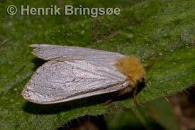 Attēlu rezultāti vaicājumam “Hepialus humuli male”