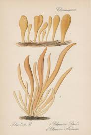 Attēlu rezultāti vaicājumam “Clavariadelphus ligula”