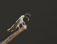 Attēlu rezultāti vaicājumam “Argyresthia pruniella”