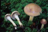 Attēlu rezultāti vaicājumam “Stropharia hornemannii”