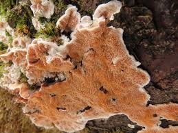 Attēlu rezultāti vaicājumam “Steccherinum ochraceum”