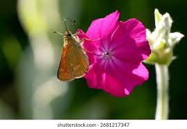 Attēlu rezultāti vaicājumam “Thymelicus lineola female”