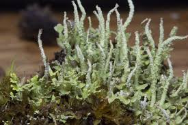 Attēlu rezultāti vaicājumam “Cladonia ochrochlora”