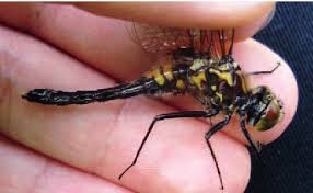 Attēlu rezultāti vaicājumam “Leucorrhinia caudalis male”