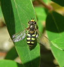 Attēlu rezultāti vaicājumam “Eupeodes corollae”