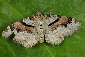 Attēlu rezultāti vaicājumam “Xanthorhoe designata”