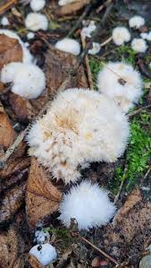 Attēlu rezultāti vaicājumam “Postia leucomallella”