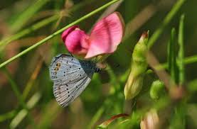 Attēlu rezultāti vaicājumam “Argynnis laodice male”