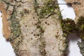 Attēlu rezultāti vaicājumam “Bacidia rubella”