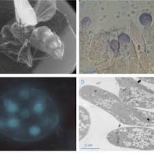 Attēlu rezultāti vaicājumam “Entomophthora”