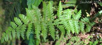 Attēlu rezultāti vaicājumam “Cystopteris fragilis”