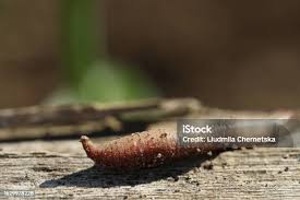 Attēlu rezultāti vaicājumam “Cucujus cinnaberinus larva”