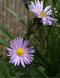 Attēlu rezultāti vaicājumam “Symphyotrichum x salignum flower”