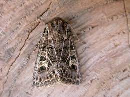 Attēlu rezultāti vaicājumam “Tholera decimalis”