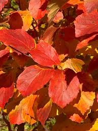 Attēlu rezultāti vaicājumam “Fothergilla major”