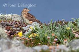 Image result for Alauda arvensis