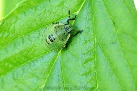 Attēlu rezultāti vaicājumam “Palomena prasina nymph”