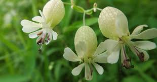 Attēlu rezultāti vaicājumam “Silene vulgaris leaf”