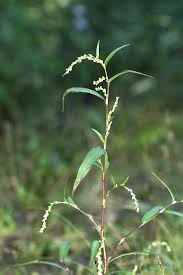 Attēlu rezultāti vaicājumam “Persicaria hydropiper”