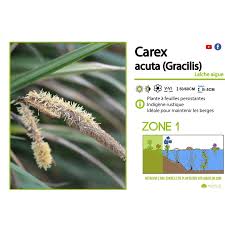 Attēlu rezultāti vaicājumam “Carex acutiformis fruit”