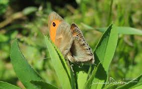 Attēlu rezultāti vaicājumam “Coenonympha pamphilus underside”
