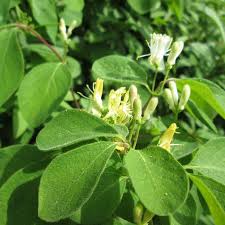 Attēlu rezultāti vaicājumam “Lonicera xylosteum bud”