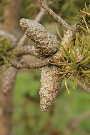 Attēlu rezultāti vaicājumam “Pinus banksiana”