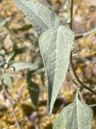 Attēlu rezultāti vaicājumam “Aubrieta deltoidea leaf”