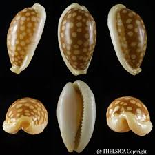 Attēlu rezultāti vaicājumam “Cribraria sp.”