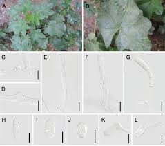 Attēlu rezultāti vaicājumam “Erysiphe galeopsidis”